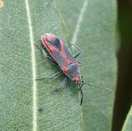 Image of Caenocoris nerii (Germar & E. F. 1847)