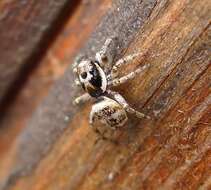 Image of Zebra spider