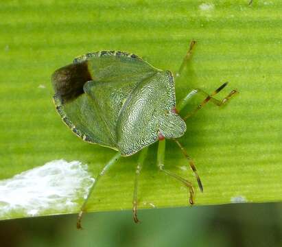 Image of Green shield bug