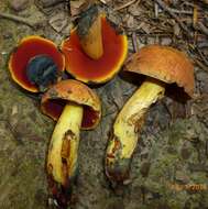 Imagem de Boletus subvelutipes