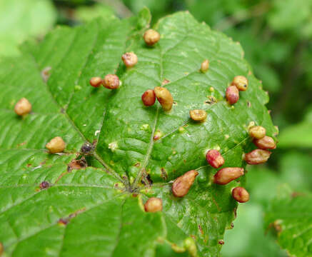 Image of Eriophyes tiliae