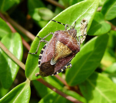 Image of sloe bug