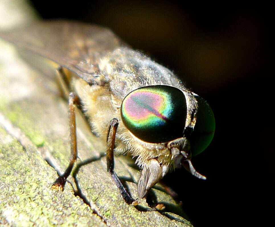 Image of Tabanus bromius Linnaeus 1758