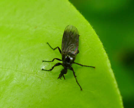 Image of Dilophus febrilis (Linnaeus 1758)