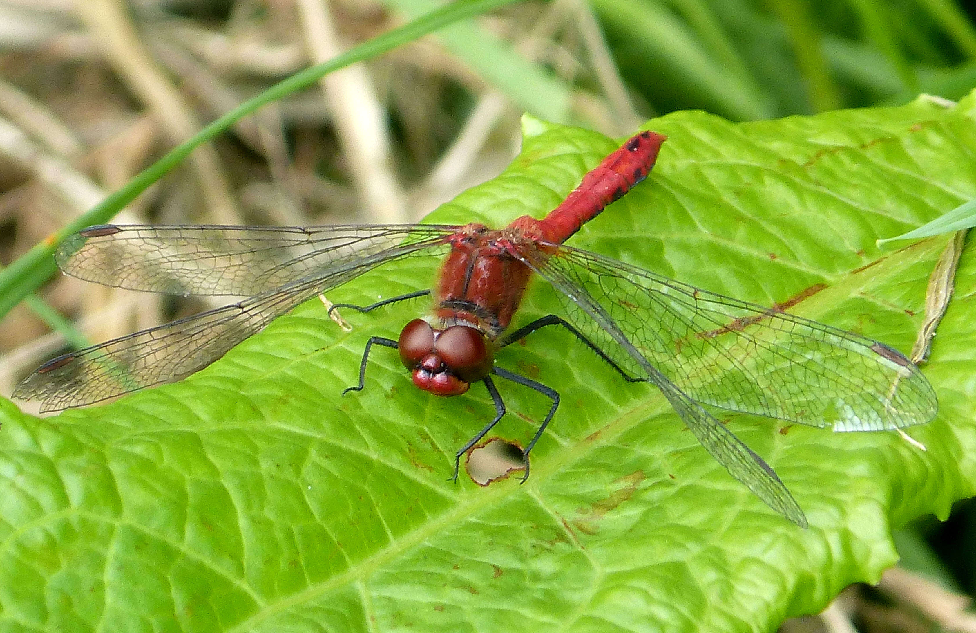 Image of Ruddy Darter