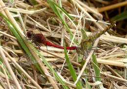 Image of Ruddy Darter