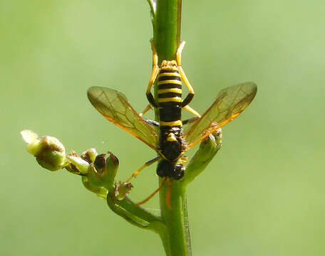 صورة <i>Tenthredo scrophulariae</i>