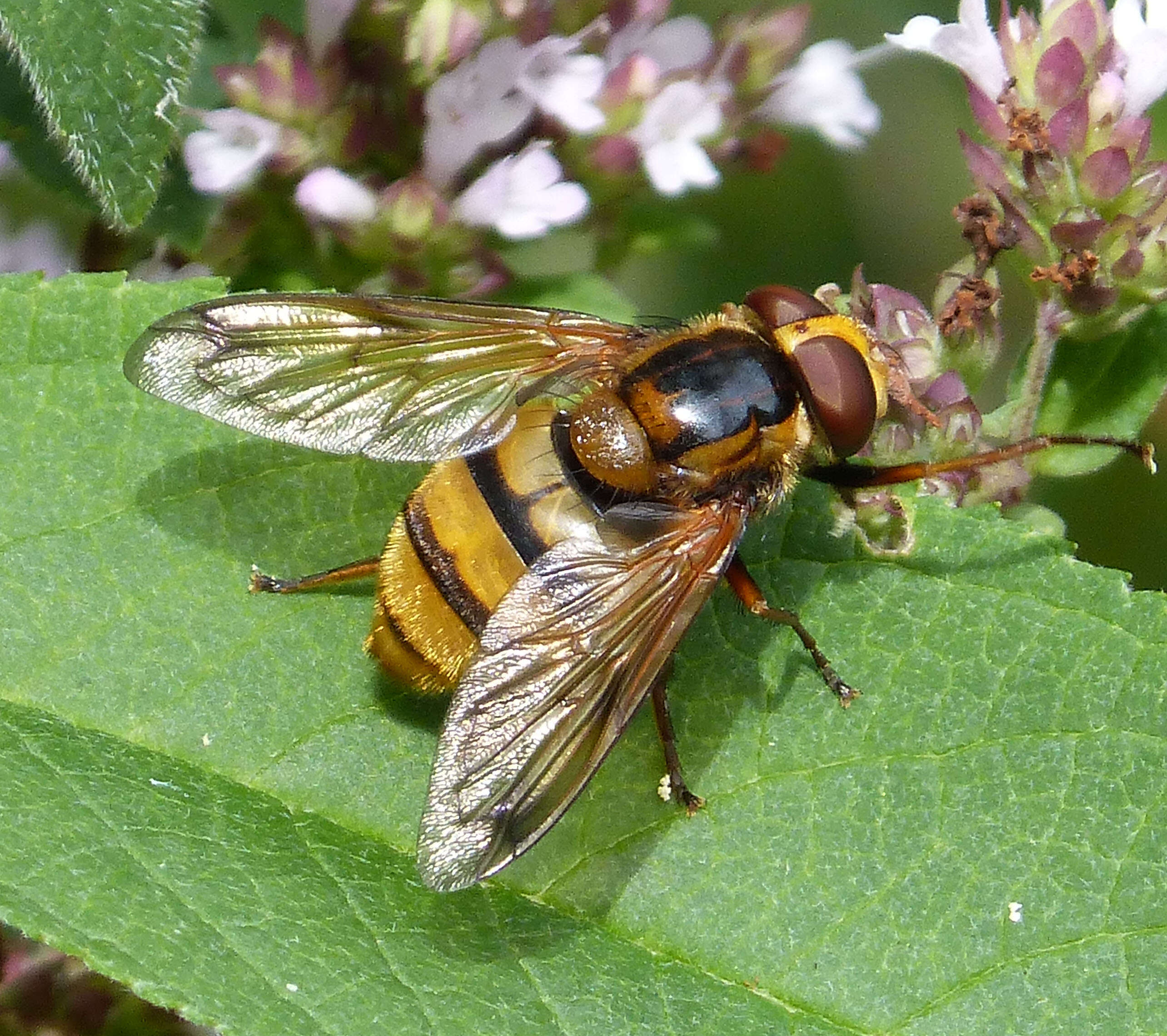 Image of lesser hornet hoverfly