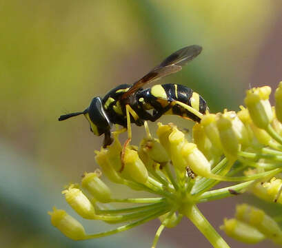 Image of Chrysotoxum bicinctum (Linnaeus 1758)