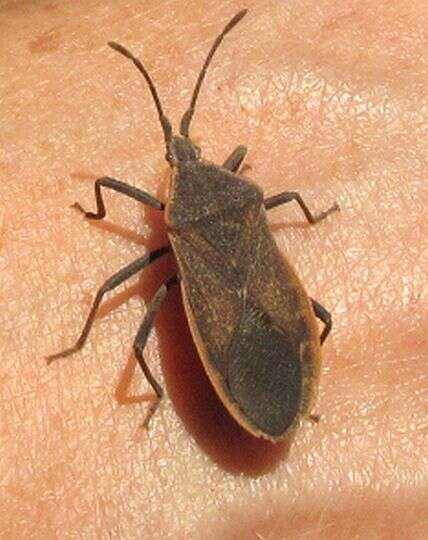 Image of Squash Bug