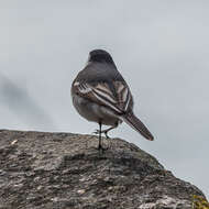 Image of Pied Wagtail and White Wagtail