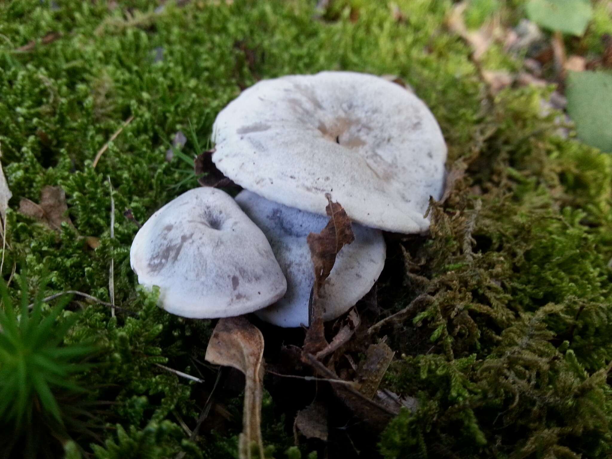 Image of Cuphophyllus canescens (A. H. Sm. & Hesler) Bon 1990