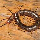 Imagem de Scolopendra cataracta Siriwut, Edgecombe & Panha