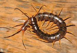 Image of Scolopendra cataracta Siriwut, Edgecombe & Panha