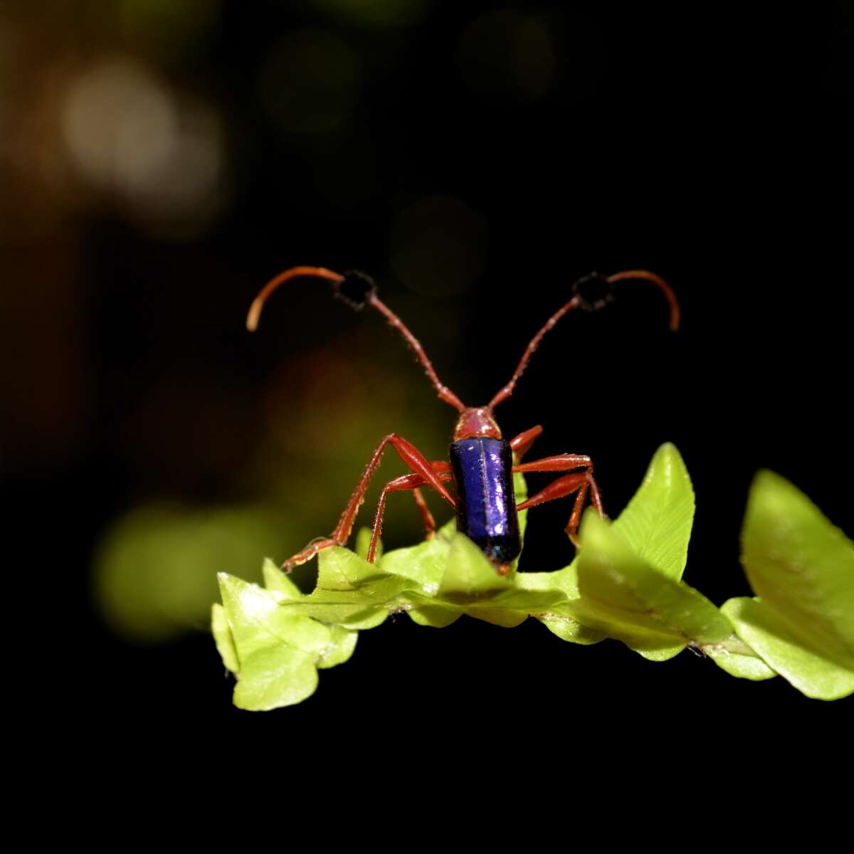 Compsocerus violaceus (White 1853)的圖片