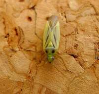 Image of Two-spotted Grass Bug