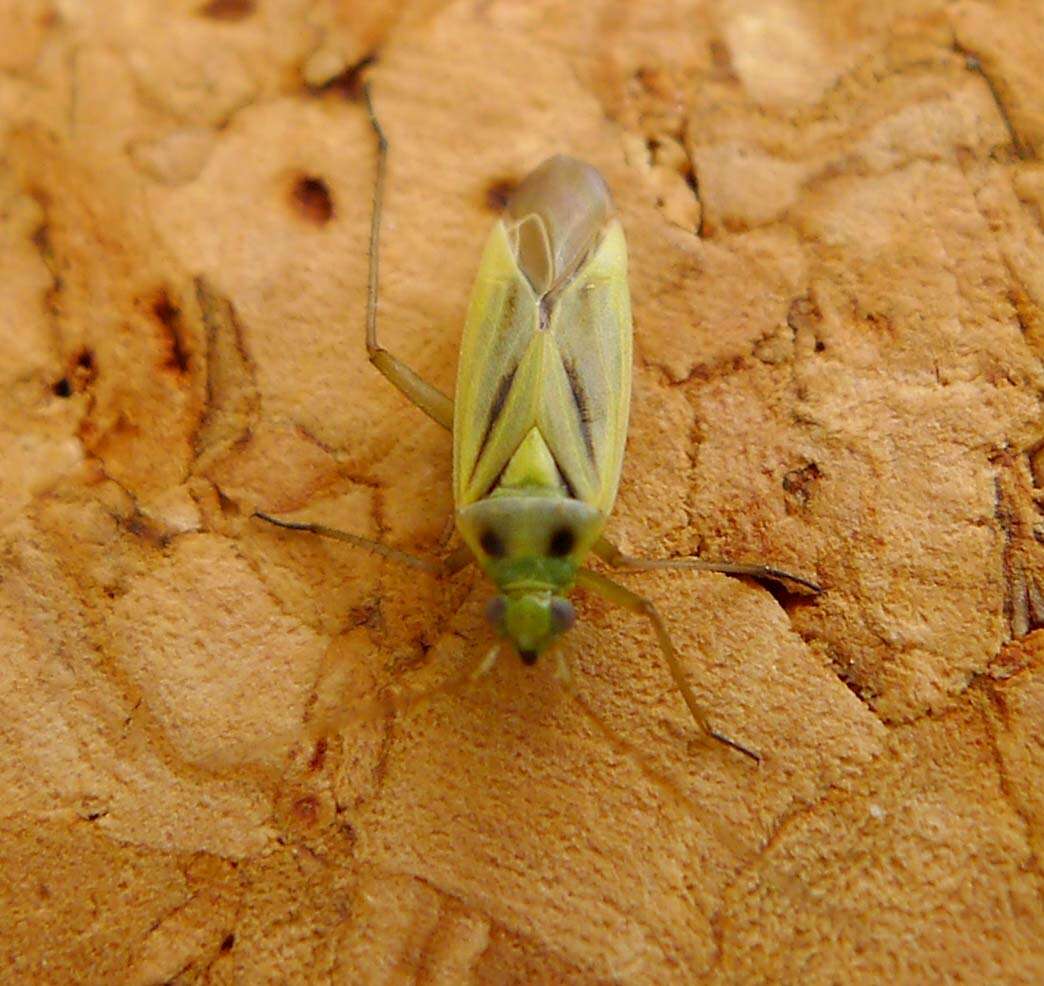 Image of Two-spotted Grass Bug