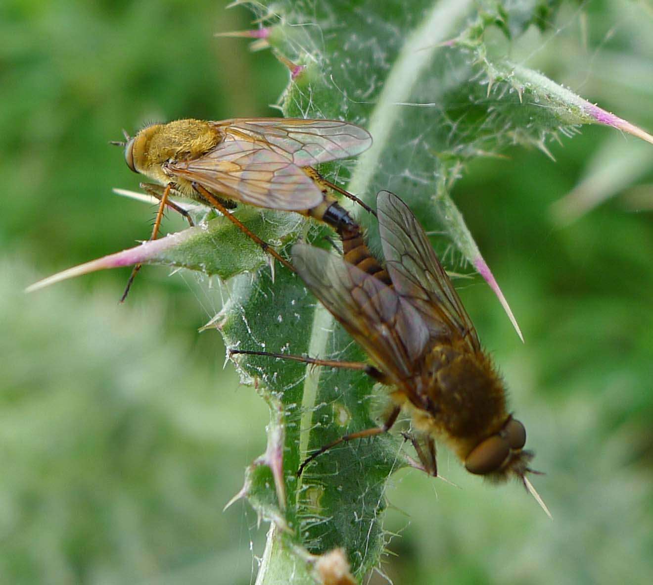 Image of stiletto flies