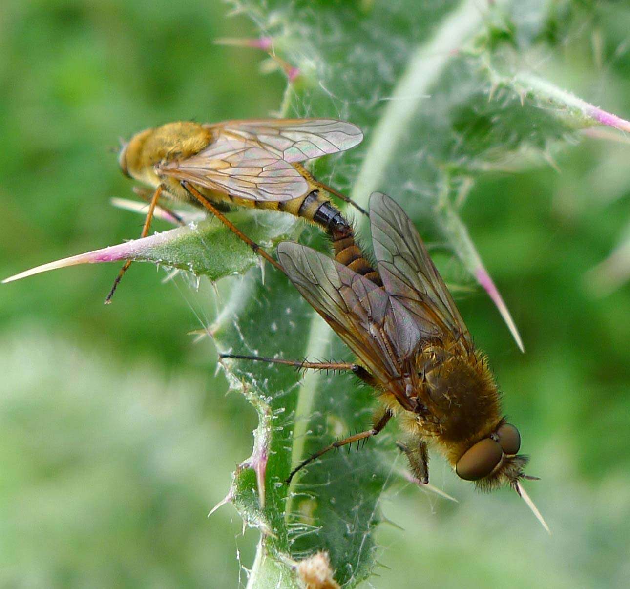 Image of stiletto flies