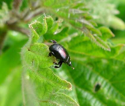 Image of Clown beetle