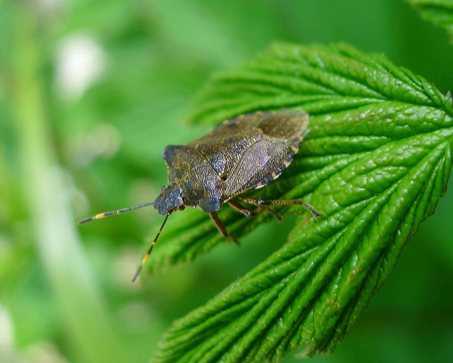 Image of Troilus luridus