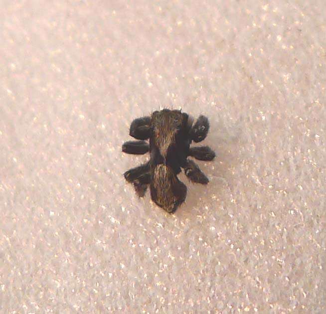 Image of Jumping spider