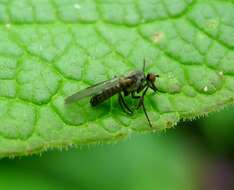 Image of Balloon Flies