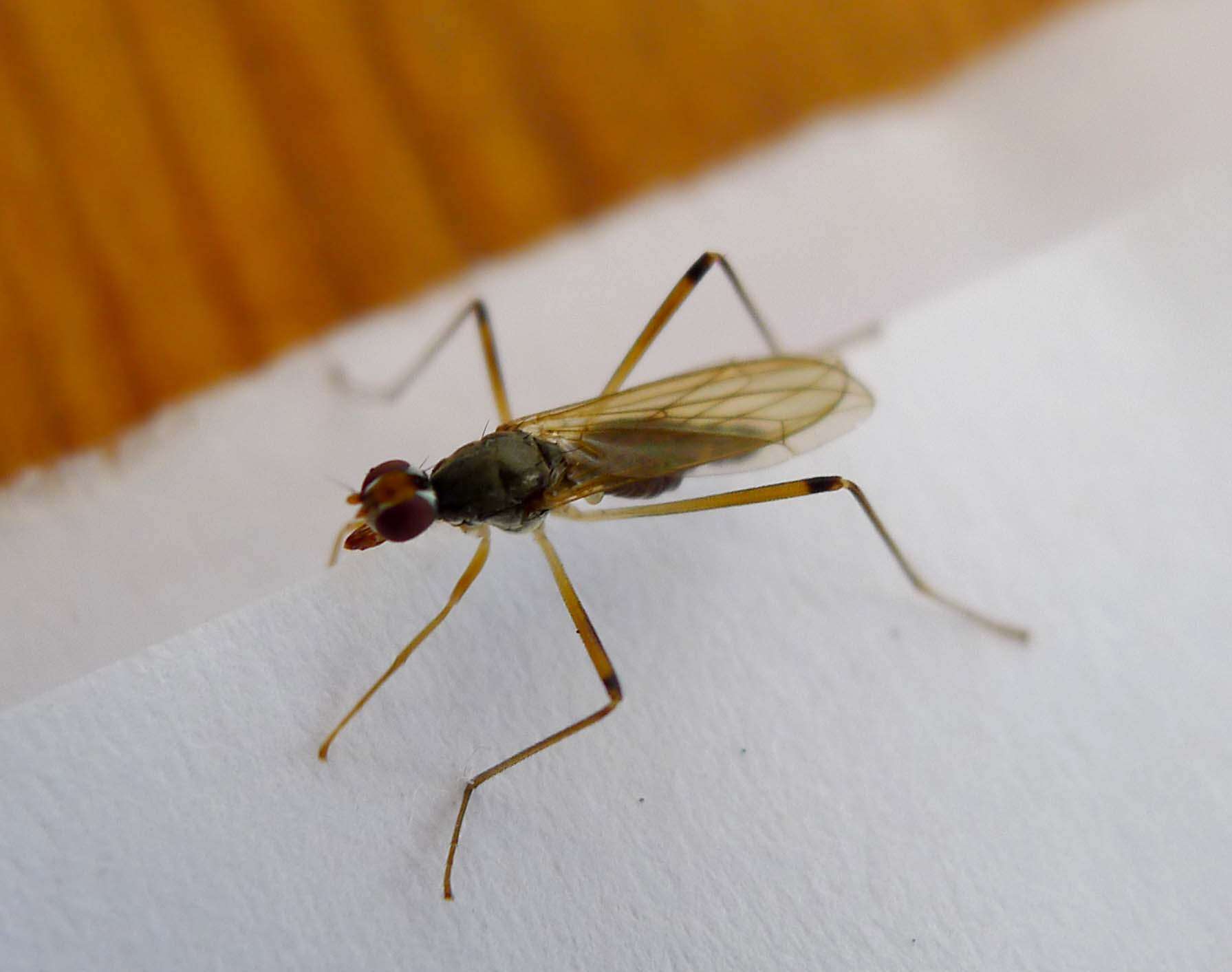 Image of stilt-legged flies