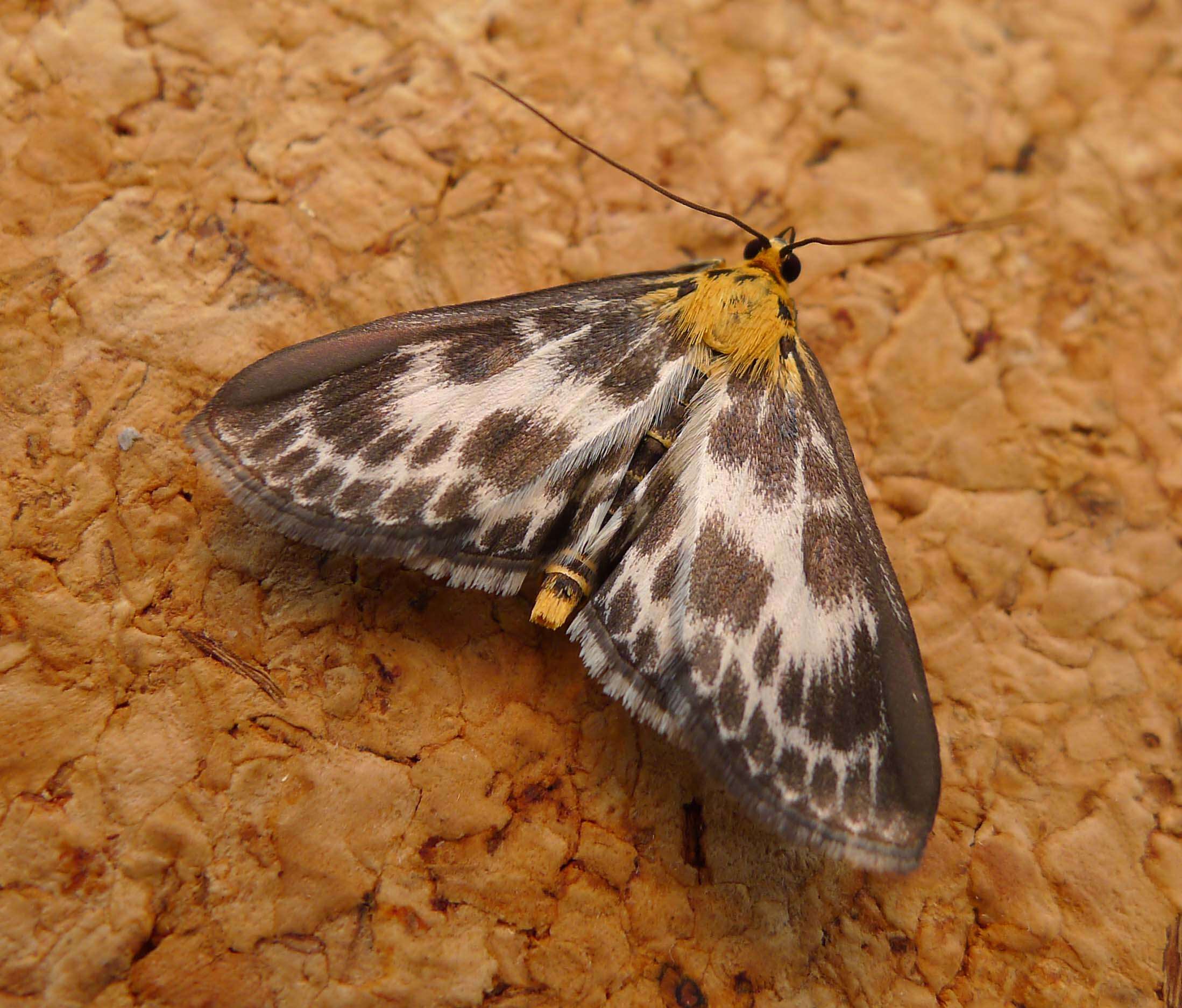 Image of Anania hortulata