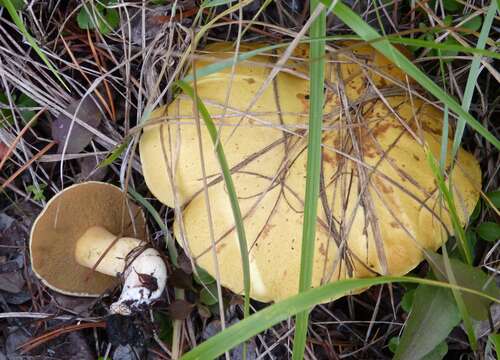 Image of Suillus americanus (Peck) Snell 1944