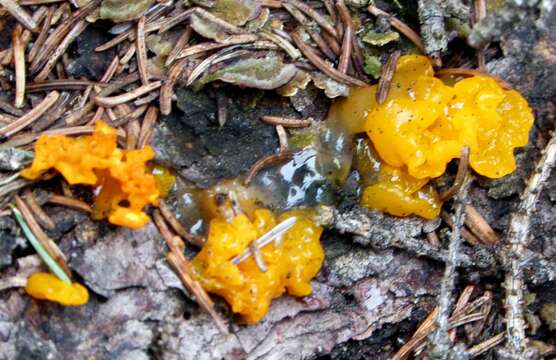 Image of Witches butter