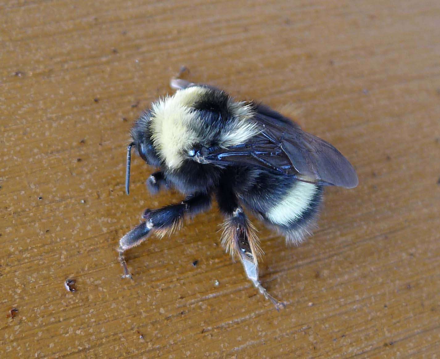 Слика од Bombus occidentalis Greene 1858