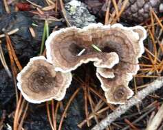 Image of Turkey Tail