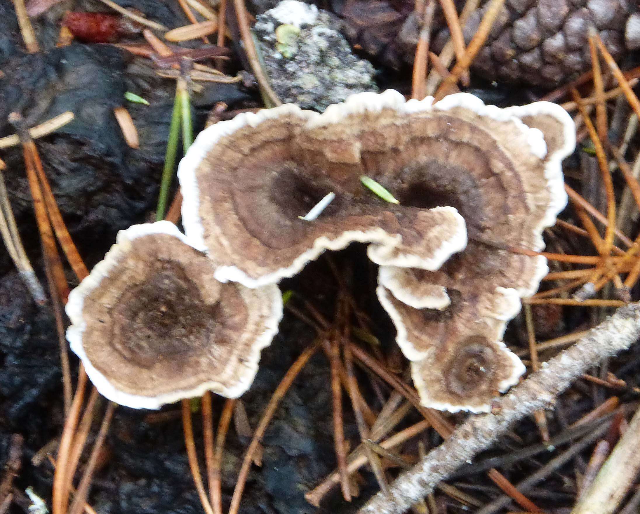 Image of Turkey Tail