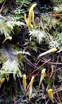 Image of Cordyceps