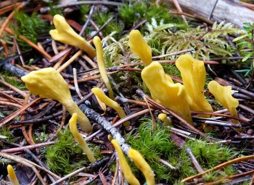 Image of Cordyceps