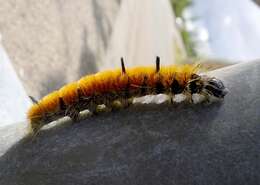 Image of Fingered Dagger Moth