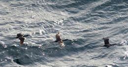 Image of Baird's cormorant