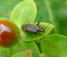 Image of Closterotomus fulvomaculatus (De Geer 1773)