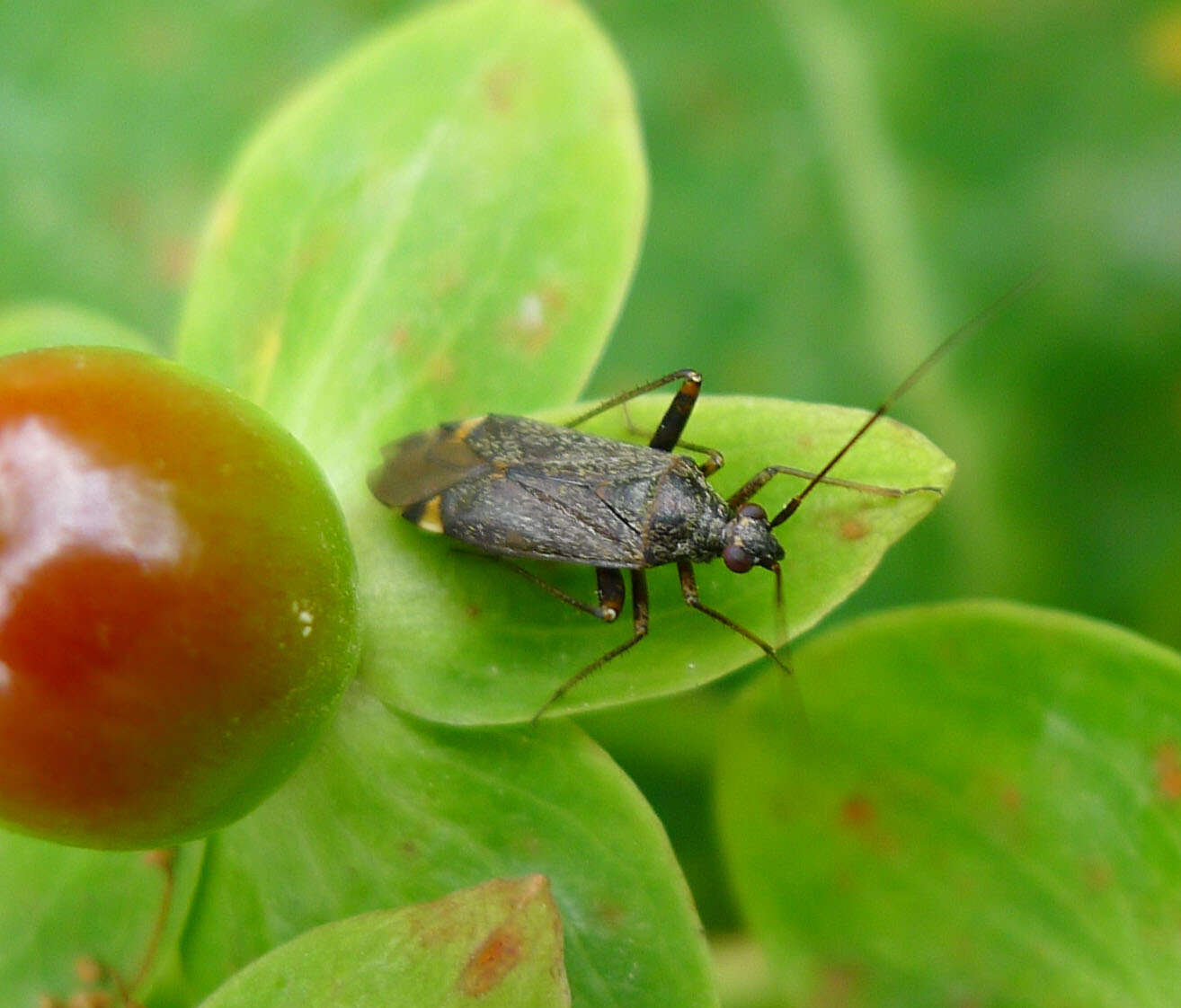 Closterotomus fulvomaculatus (De Geer 1773)的圖片