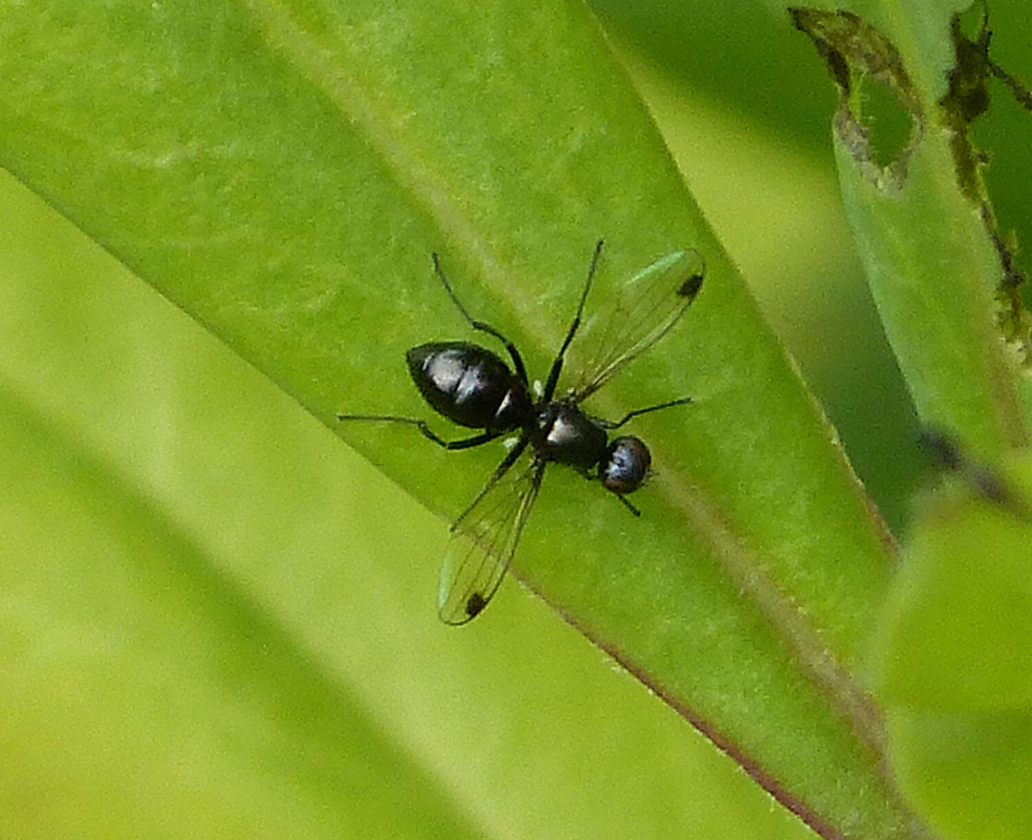 Image of Black scavenger fly