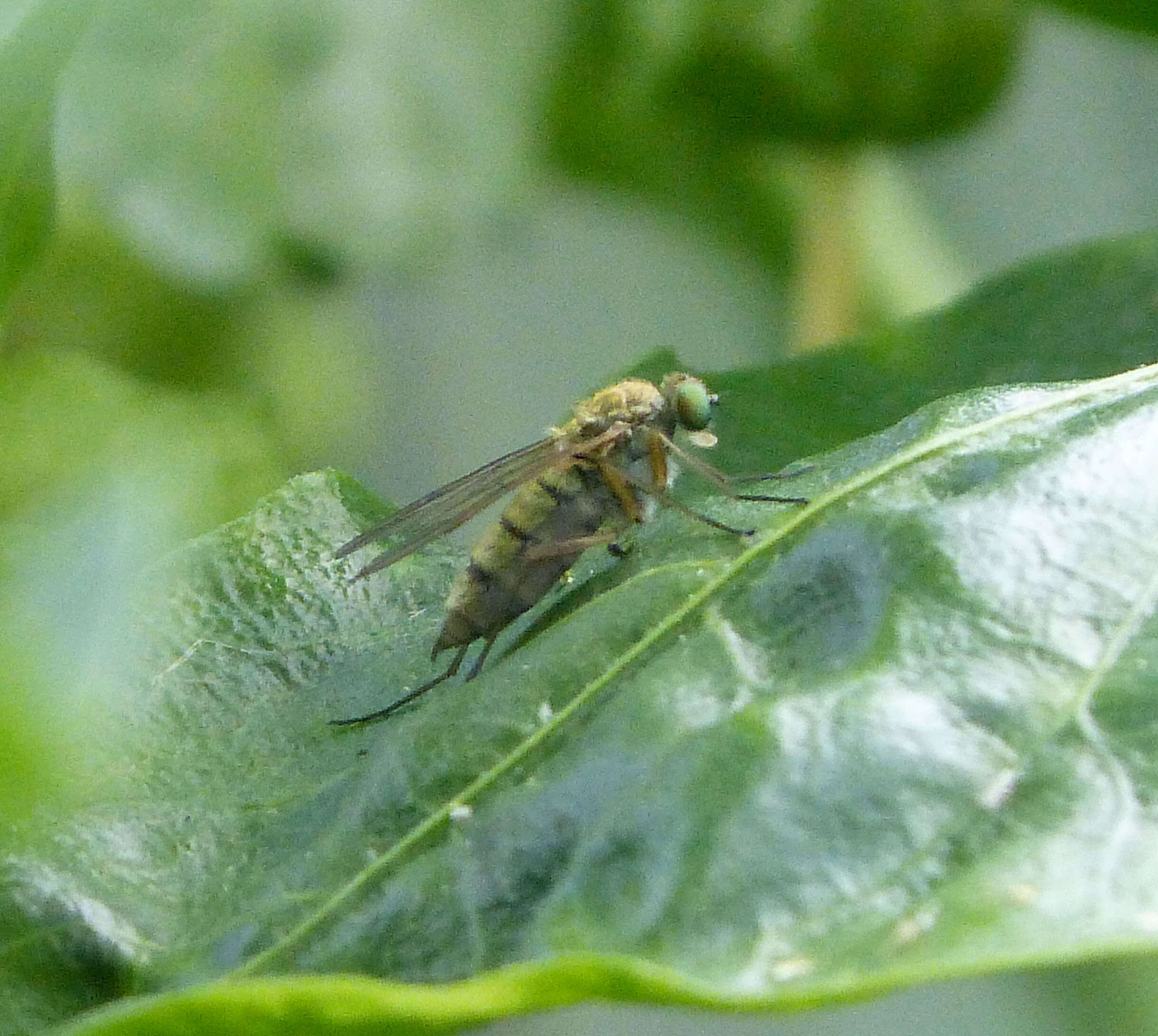 Image of Chrysopilus asiliformis