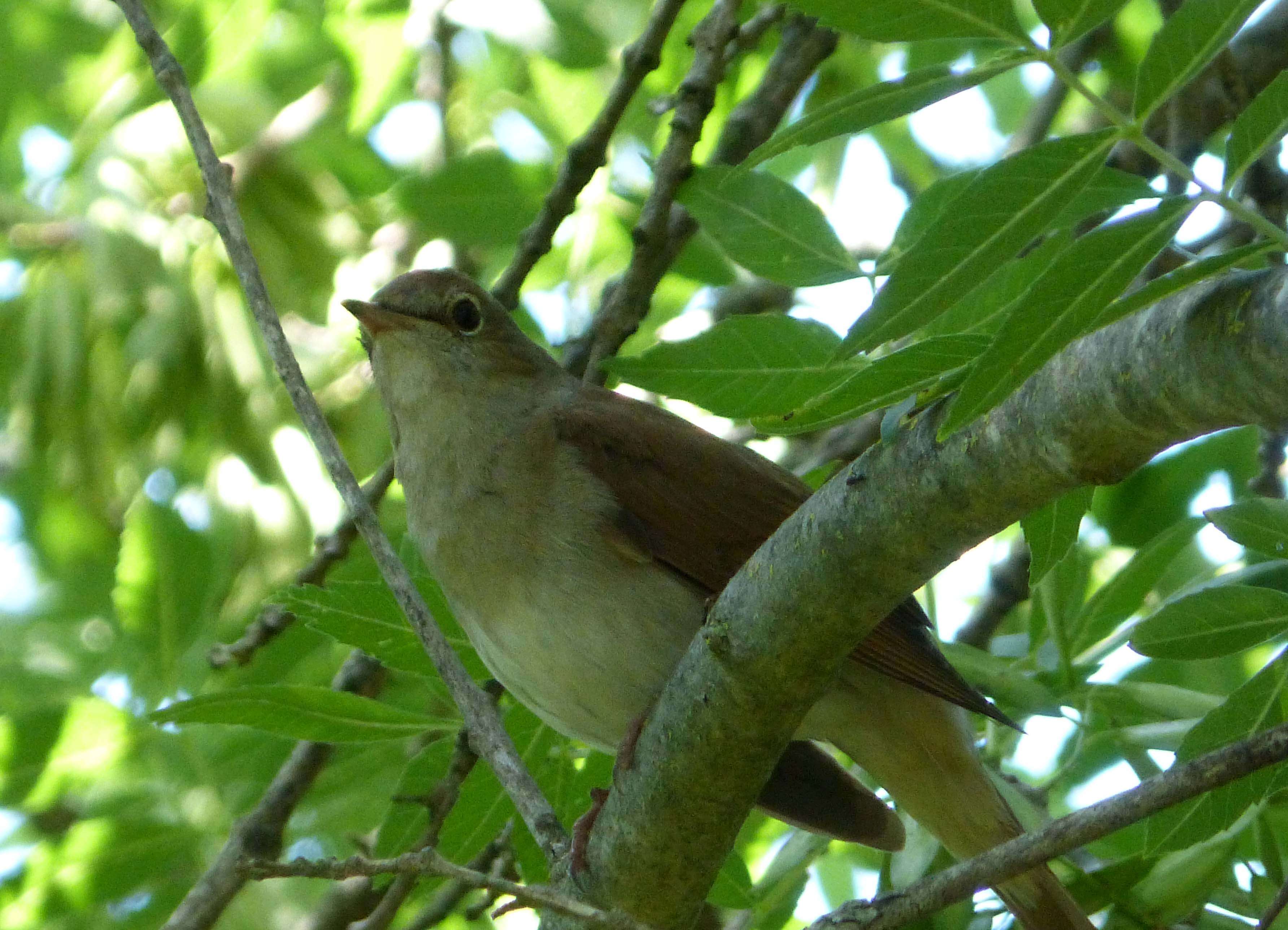 Image of nightingale, common nightingale