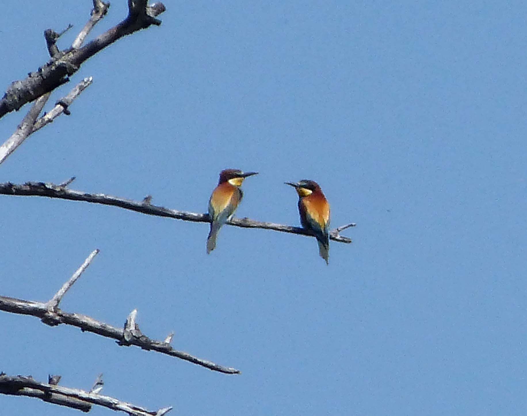 Image of bee-eater, european bee-eater