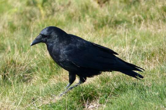 Image of Carrion Crow