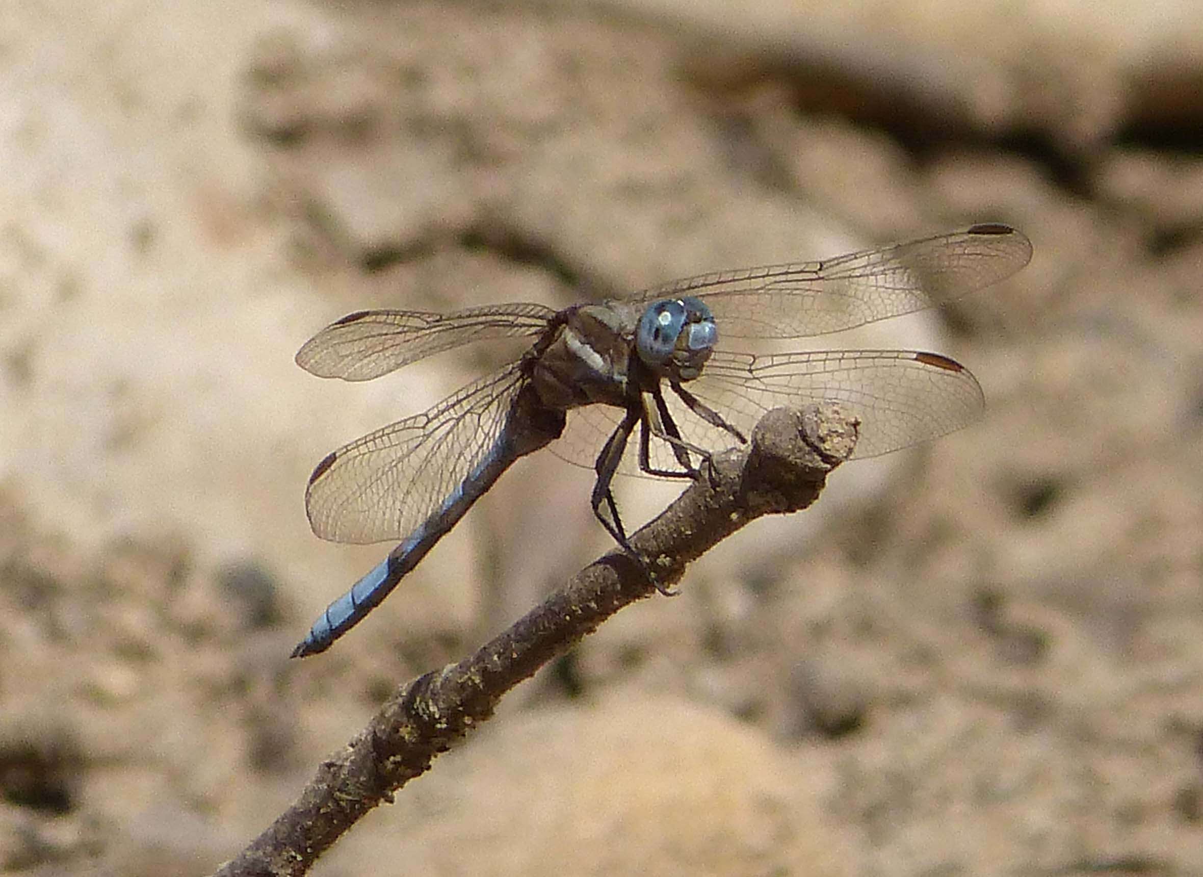 Image of Epaulet Skimmer