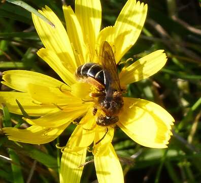 Image of Orange-legged furrow bee