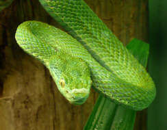 Image of Coffee Palm Viper