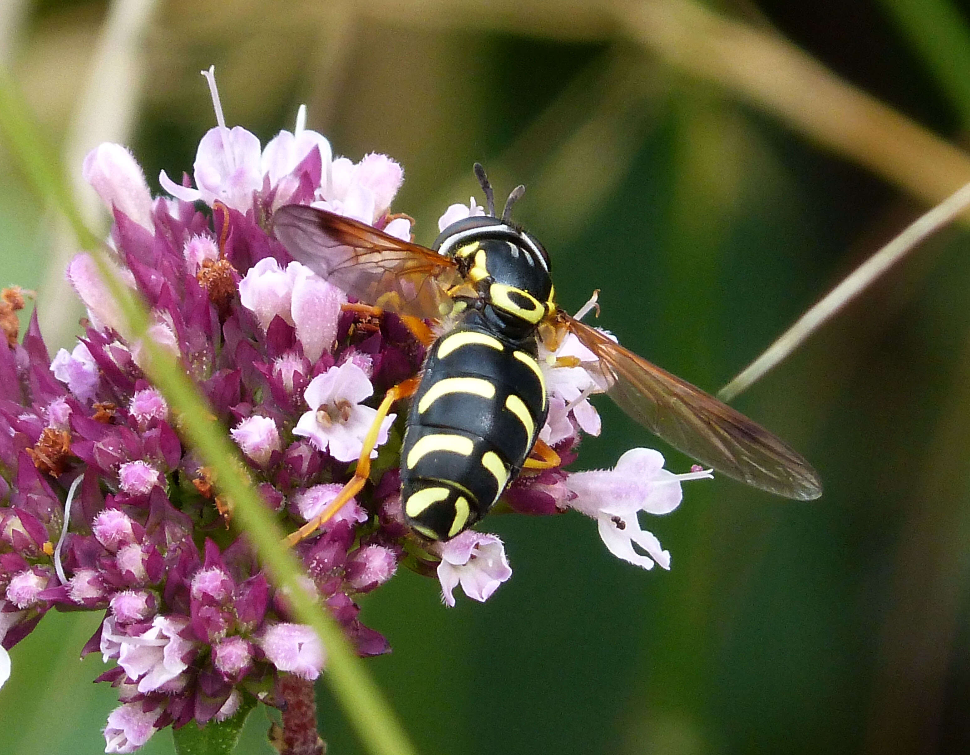 Image de <i>Chrysotoxum festivum</i>