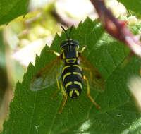 Image of <i>Chrysotoxum festivum</i>